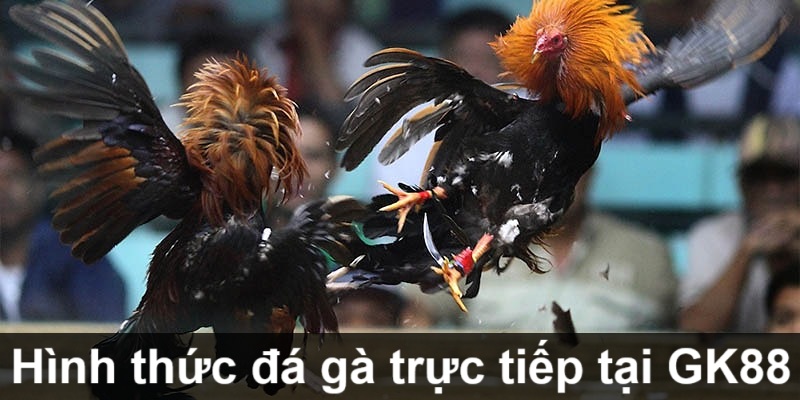 Đá Gà Trực Tiếp GK88 - Đặt Cược An Toàn, Nhận Thưởng Hậu Hĩnh 3 Hình thức đá gà trực tiếp tại GK88