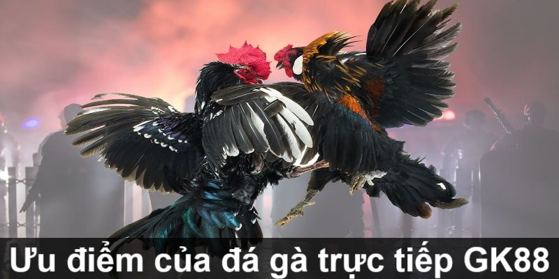 Đá Gà Trực Tiếp GK88 - Đặt Cược An Toàn, Nhận Thưởng Hậu Hĩnh 4 Ưu điểm đáng trải nghiệm của đá gà trực tiếp GK88