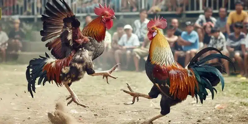 Khám Phá Đá Gà Suncity - Sảnh Game Đáng Chơi Nhất 2 thong-tin-ve-sanh-da-ga-suncity