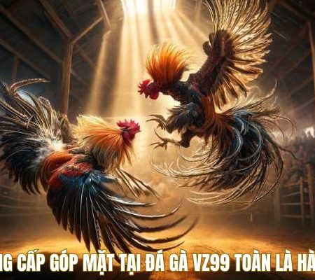 Đá Gà VZ99 – Trận Nào Cũng Cháy, Kèo Nào Cũng Nét Căng