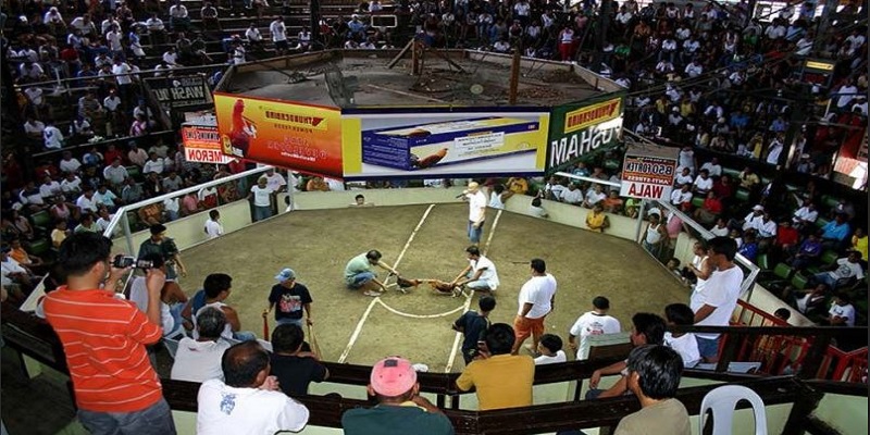 Quang cảnh một trận đá gà tre đang diễn ra Quang cảnh một trận đá gà tre đang diễn ra