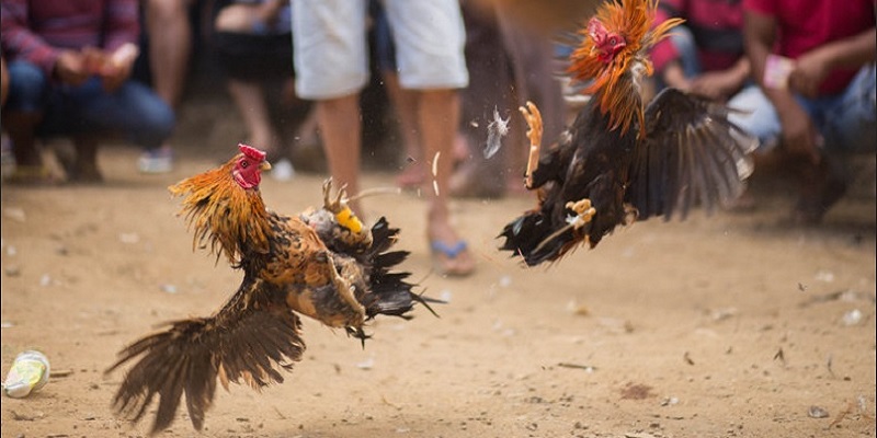 Kết quả trận đá gà tre được xác nhận dựa trên tình trạng của hai bên chiến kê