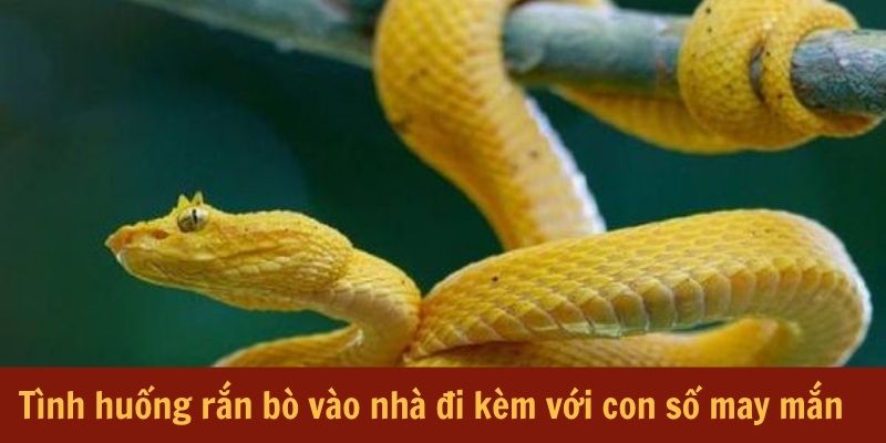 Tình huống rắn bò vào nhà đi kèm với con số may mắn