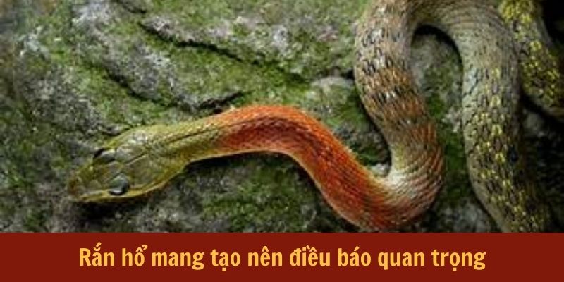 Rắn hổ mang tạo nên điềm báo quan trọng