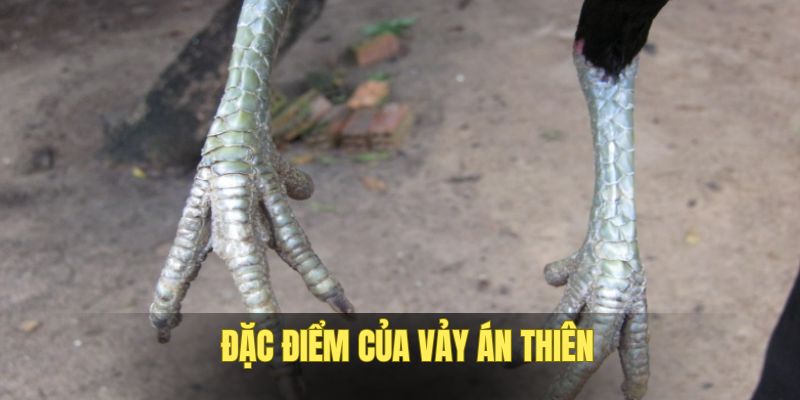 Đặc điểm khác lạ của chiến kê có vảy án thiên