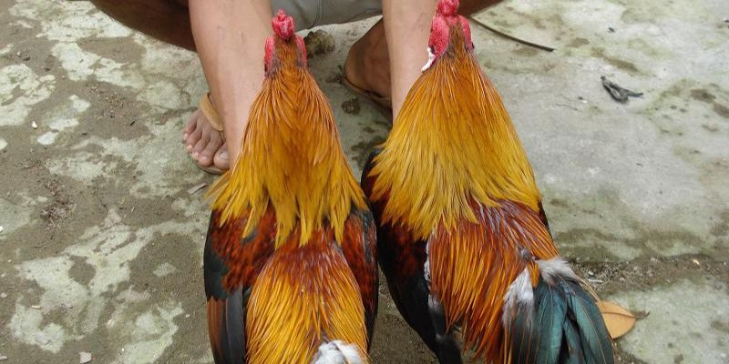 Điểm qua một vài loại gà linh kê quý hiếm